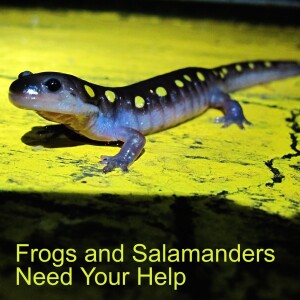 Frogs and Salamanders Need Your Help