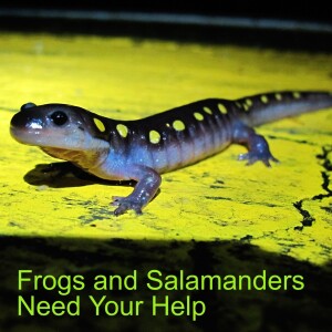 Frogs and Salamanders Need Your Help (Video)