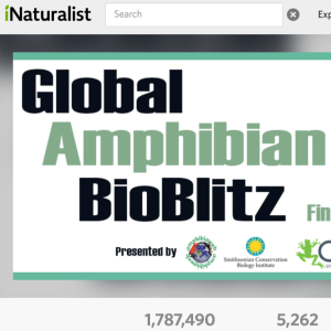 Join the Amphibian Bioblitz/Build Your Own Vernal Pool (Video)