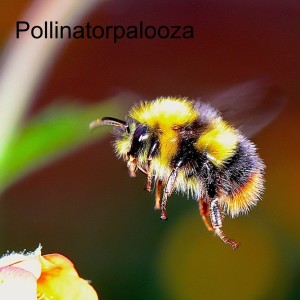 Pollinatorpalooza