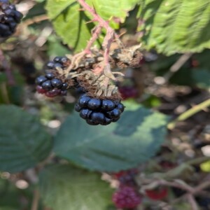 #80: Blackberry dreams