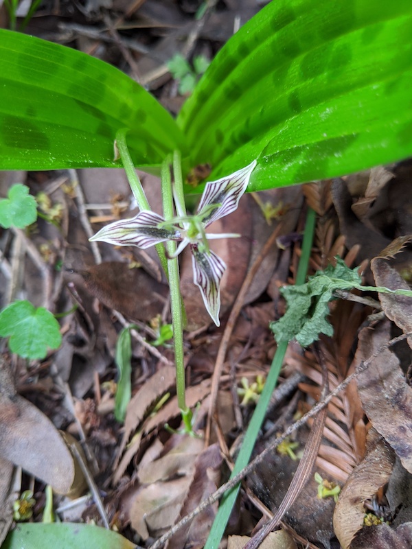 HDHTHT #2: Bird,watching; Young redwoods; Small blue butterflies