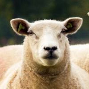 Pigs Sheep Wolves - The Game by Clinton Callahan