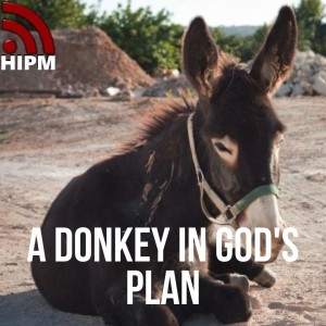 A Donkey in God's Plan