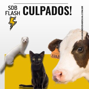 #34 SDB FLASH - Culpados!