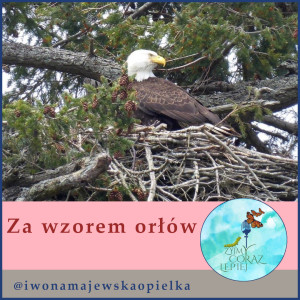 Za wzorem orłów