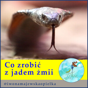 Co zrobić z jadem żmii