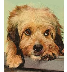 Ruff Cuts