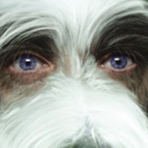 Episode 67- The Shaggy Pog (2006)