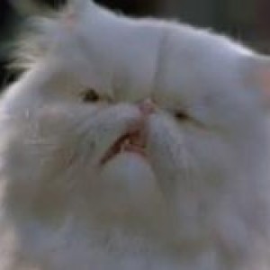 Episode 59 - Fluck Factory (Cats and Dogs)