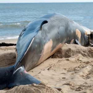 The Beached Whale Syndrome