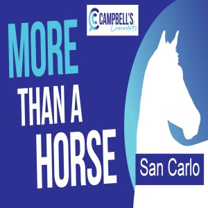 More Than A Horse - San Carlo