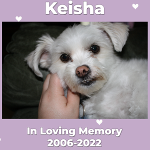 Decibel Pilot - In Memory of Keisha (01-11-2022)