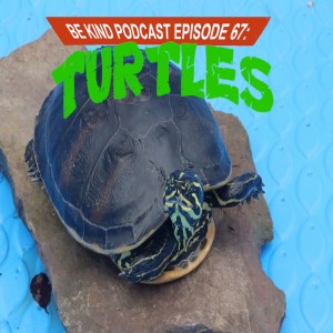 Episode 67: Seth REALLY loves turtles