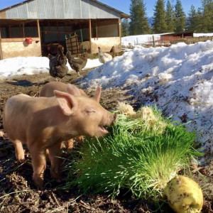 Episode 10 - Fodder, water, and on farm slaughter with Deb Jones-Schuler from Wild Plum Farm