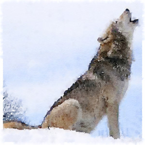 9. Joey and Willy the Wolf