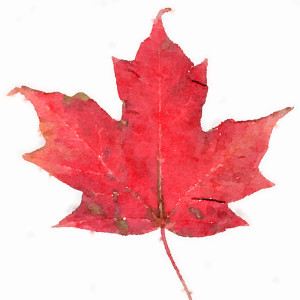 25. Maple syrup. Part 1
