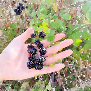 33. Blackberries