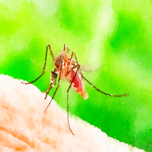 31. Mosquito attack