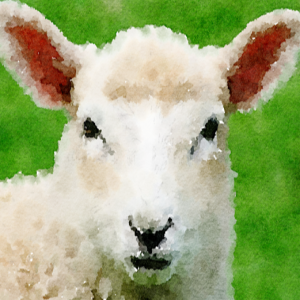 35. Lumber buys a sheep