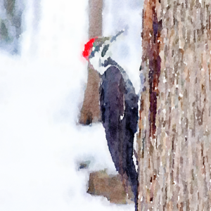 36. Woodpeckers