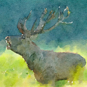 39. Noisy Deer