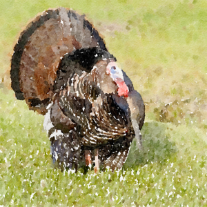 41. Thanksgiving! The Hunt - Part 1