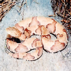 House on the Hill. Snake in the Fort"