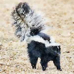 The House on the Hill. Skunks and more skunks