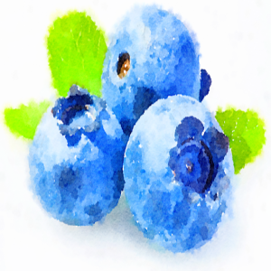 House on the hill. Blueberry picking and bears