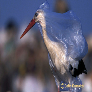 June 13, 2019 Plastic Pollution Legislative Update