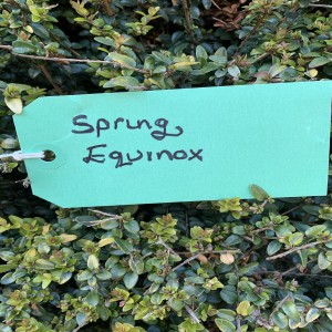 WHEEL OF THE YEAR- Spring Equinox