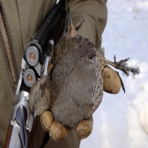 Valley quail primer: where, when, how and why to hunt them from a 30-year career chasing the little buggers!