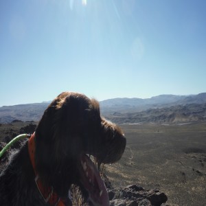 Bird hunting podcast: Wild chukars in Northern Nevada opening weekend! How dogs ”talk,” and your own opener in words & pictures