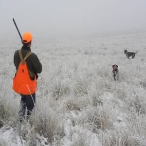 Wrecked hotel rooms and bird hunting with two dogs: Q&A and hunting two dogs together