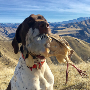 Pro chukar guide’s tips, advice, wisdom for all bird hunters and their dogs