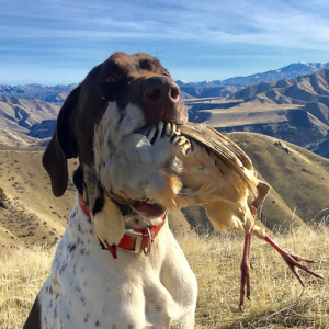 Chukar guide dispels myths and dispenses tips; meet the Cesky Fousek