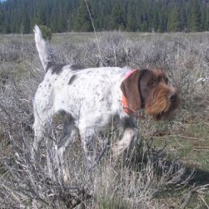 Chukar dogs, hunting strategies and tactics, training, breeding and picking puppies ... from a pro wirehair breeder/trainer