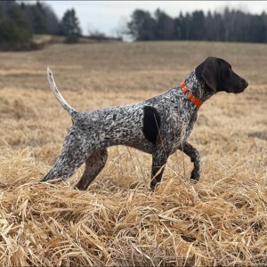 Bird dog training family offers two generations-worth of wisdom ... would you ”pay to play?”