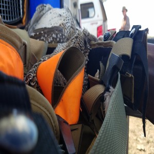 Bird hunting podcast: Montana Sharptail hunt debrief, find a job, pheasant phorecasts for ND, KS