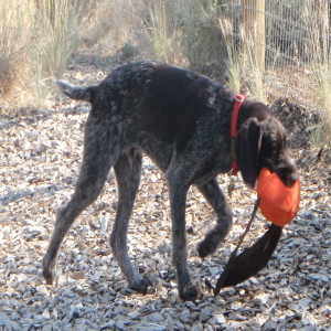 Bird dog podcast: "shelter in place" doesn't mean you can't have some fun with your dog! How to cope with the "new normal."