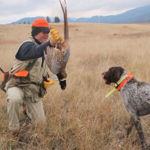 Bird hunting podcast: why doesn’t South Dakota count pheasants anymore? Tips, tricks, strategies from Pheasant Fest