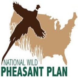 The nationwide effort to boost pheasant numbers; hunting tips and tactics from an expert