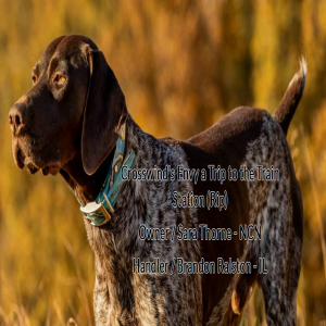 Bird dog of the year: owner & handler share their secrets, training and hunting tips