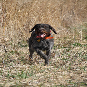 Bird hunting podcast: flushers vs. pointers ... the 