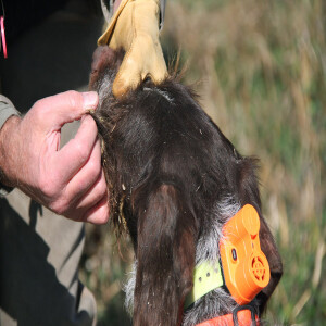 Bird dog first aid: essential gear for your vest and your truck