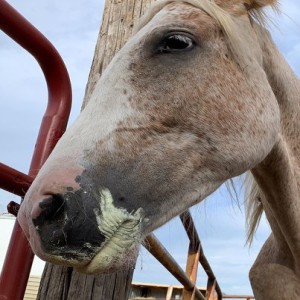 Bird hunting ahorseback: a bucket-list experience. Here's how, plus dog care, sharptail strategies and public access tips