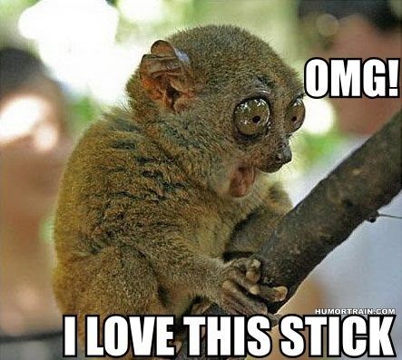 199: Tarsier are the animal of awesome