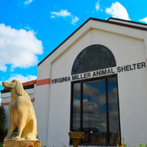 Humane Society of the High Plains reopens; facility upgrades planned