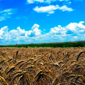 K-State Agricultural Research Center develops three new wheat varieties
